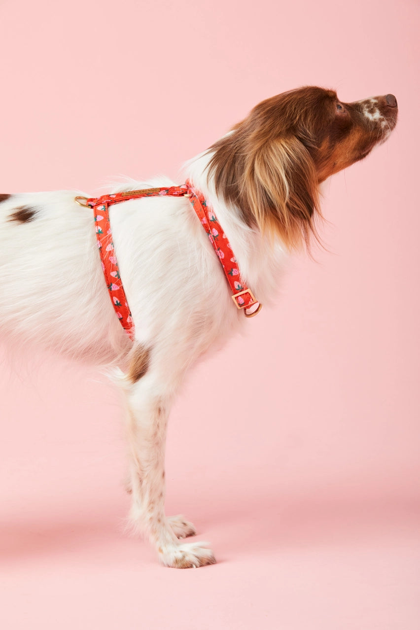 Berry Sweet Dog Harness