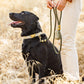 Olive Marine Rope Dog Leash